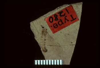Media type: image;   Entomology PALE-1280 Aspect: full